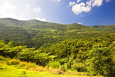 Trees in a forest, Tamasopo, San luis Potosi, Mexico