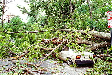 Fallen tree on a car, Washington DC, USA