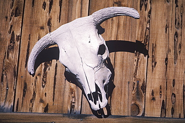 Close-up of an animal skull hanging on a wooden fence