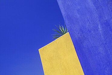 Close-up of a plant on the edge of a wall