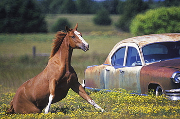 Close-up of a horse running near a car on a field