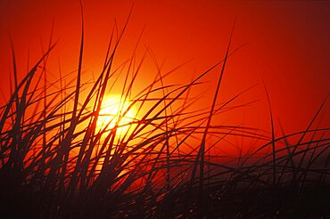 Sunset behind tall grass