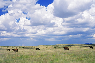 Horses grazing in a field, Texas, USA