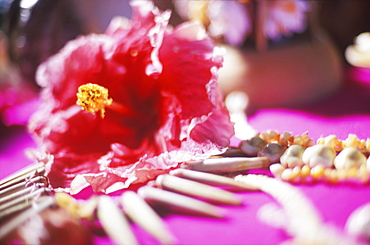 Close-up of a hibiscus flower