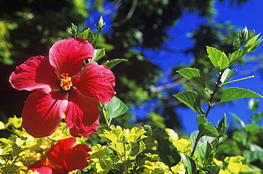 Close-up of a hibiscus flower