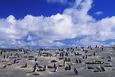 Penguins on a barren landscape