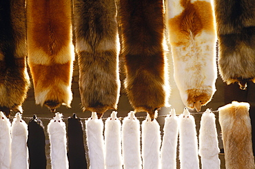 Fox skins hanging on a line