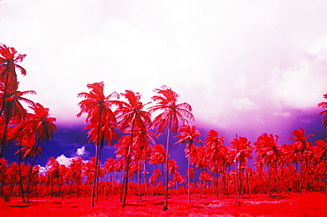 Low angle view of palm trees, Caribbean