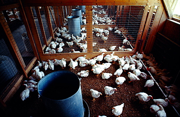 Feading chickens on research farm near Salisbury, MD