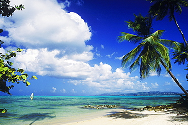 Palm trees on the beach, Caribbean