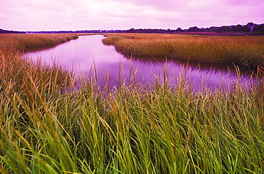 Stream flowing through a landscape, Cape Cod, Massachusetts, USA 