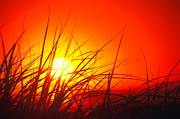 Silhouette of tall grass at dusk, Cape Cod, Massachusetts, USA