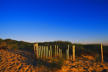 Bamboo sticks on the beach, Cape Cod, Massachusetts, USA 