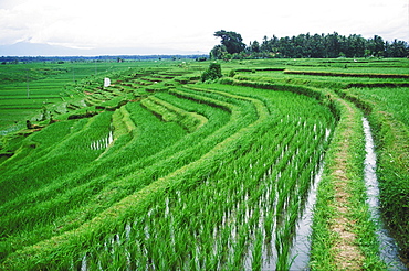 Panoramic view of a terraced field, Bali, Indonesia