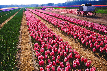 Flowers in a field, Amsterdam, Netherlands