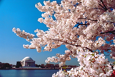 Close-up of a cherry blossom tree, Jefferson Memorial, Washington DC, USA