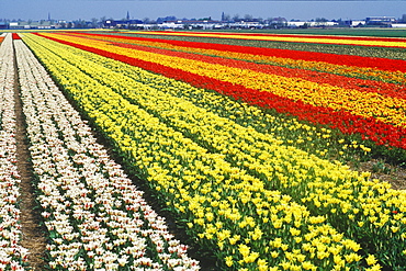 Flowers in a field, Amsterdam, Netherlands