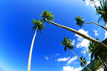 Low angle view of palm trees on Maracas Beach, Trinidad, Caribbean