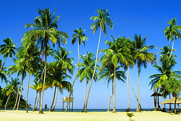 Tall palm trees are seen on Maracas Beach, Trinidad, Caribbean