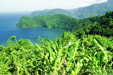 Maracas Bay is seen beyond a banana plantation, Trinidad, Caribbean