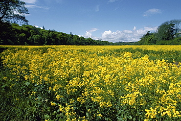 Mustard crop in a field, Blarney, Republic of Ireland