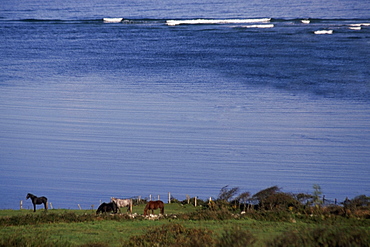 High angle view of horses grazing in a field, Atlantic Coast County, Sligo, Republic of Ireland