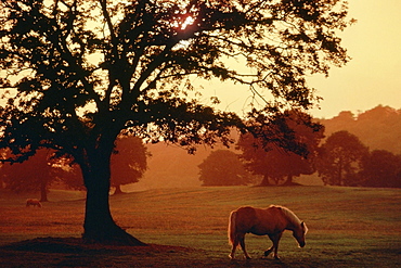 Two horses grazing in a field, Kerry, Republic of Ireland