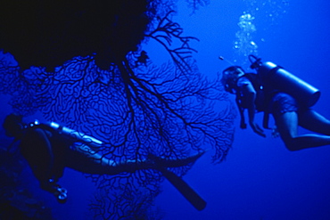 Underwater view of two scuba divers