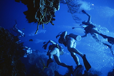 Underwater view of scuba divers