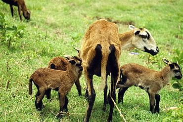 A female Black Belly sheep feeding her younger ones, Barbados