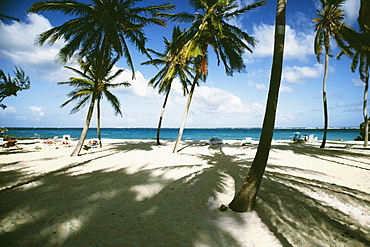 View of a beach with white sands and palm trees, Barbados