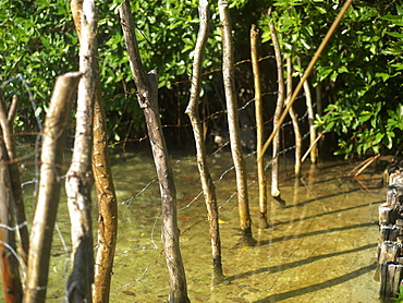 Close-up of a barbed wire fence in a pond