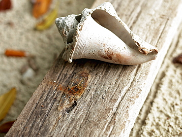 Close-up of a shell on a wooden surface