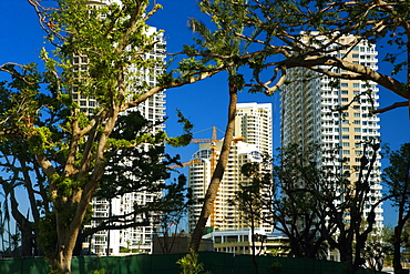 Low angle view of buildings behind trees, Miami, Florida, USA