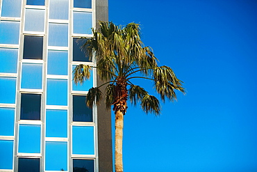 Low angle view of a palm tree in front of a building