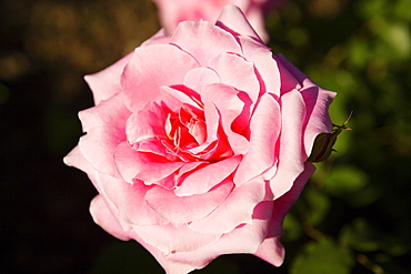 Close-up of a rose with buds