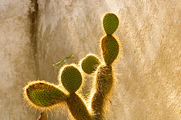 Close-up of a hairy cactus