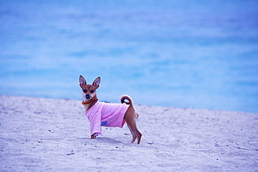 Side profile of a dog standing on the beach, South Beach, Miami, Florida, USA