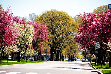 Trees along a road, Washington DC, USA