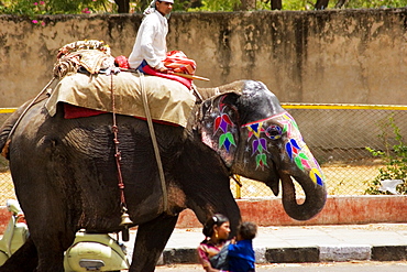 Young man riding an elephant, Jaipur, Rajasthan, India