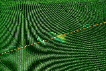 Central pivoit irrigation system, shot from above, Nebraska