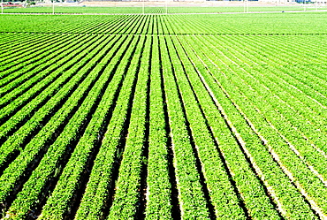 Truck garden crops in Southern California