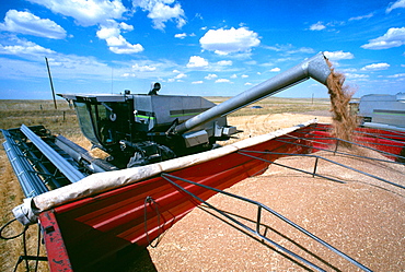 Close-up of Combine loading harvested wheat into truck. Cheyenne, WY