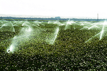 Irrigation of cotton