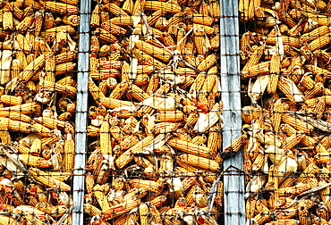 Closeup of corn in crib in Clinton County , OH