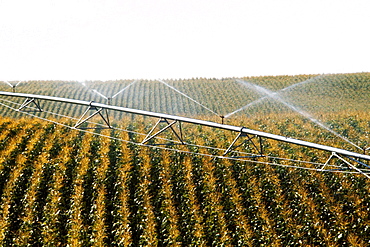 Irrigation system for corn field