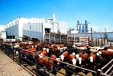 Monfort Beef , Meat packing plant, Greeley , Colorado