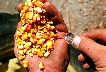 Close-up of handful corn and another hand holding penny, worth about penny in OH