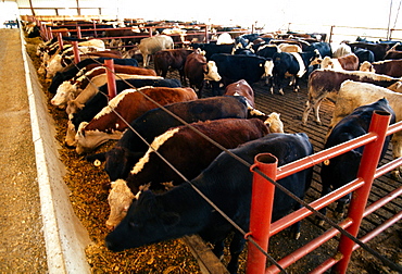 Cow feedlot, OH