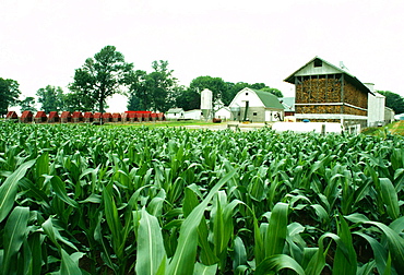 Corn fields and farm buildings of Niel Henry, Clinton city, OH